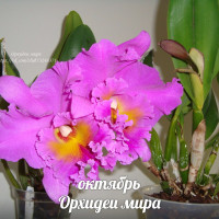 Орхидея Blc. Pink Empress Ju-Sen - купить, доставка Украина